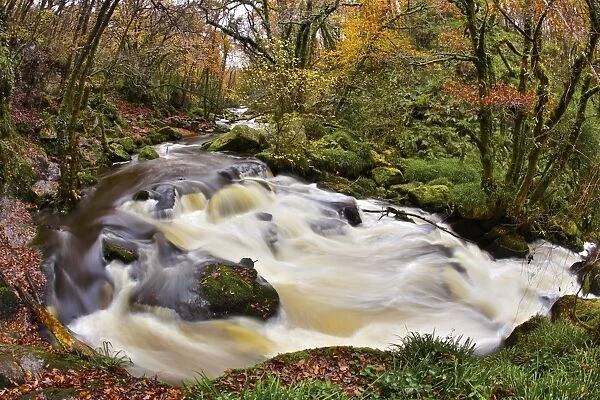 Golitha Falls - NNR - Cornwall - UK - Autumn