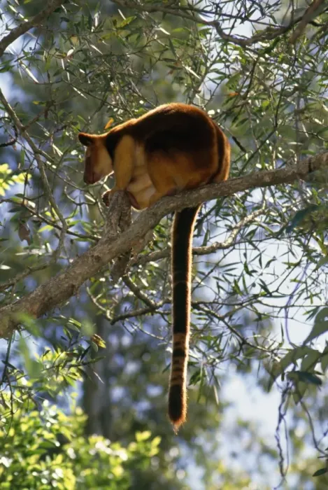 Framed Print : Goodfellows Tree Kangaroo - endangered South East New Guinea Framed Print : Goodfellows Tree Kangaroo - endangered South East New Guinea