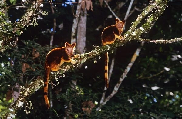 Goodfellow's Tree Kangaroo Papua New Guinea