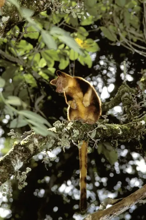 Framed Print : Goodfellow's tree-kangaroo - In tree - Montane forest of central cordillera, Papua New Guinea, Papua New Guinea highlands JPF27512