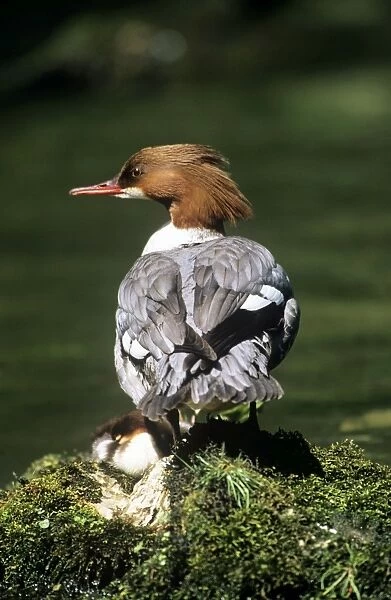 Goosander Duck - female Dovedale, Derbyshire, UK