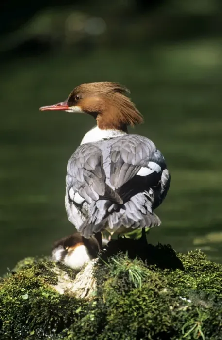 Framed Print : Goosander Duck - female Dovedale, Derbyshire, UK Framed Print : Goosander Duck - female Dovedale, Derbyshire, UK