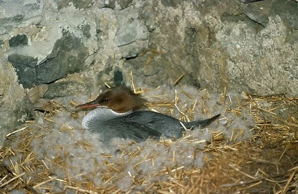 Goosander Duck - female at nest