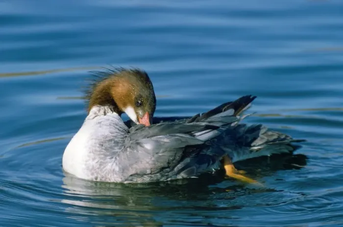 Framed Print : Goosander Duck - preening Framed Print : Goosander Duck - preening