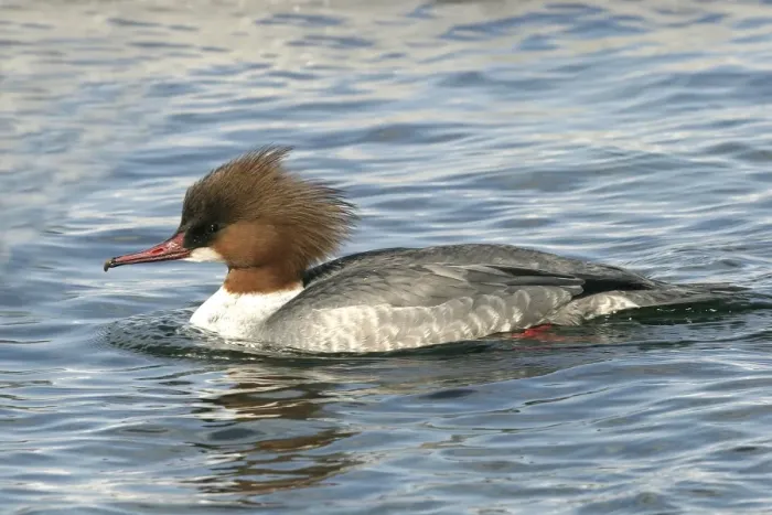 Framed Print : Goosander - female. Hokkaido, Japan Framed Print : Goosander - female. Hokkaido, Japan