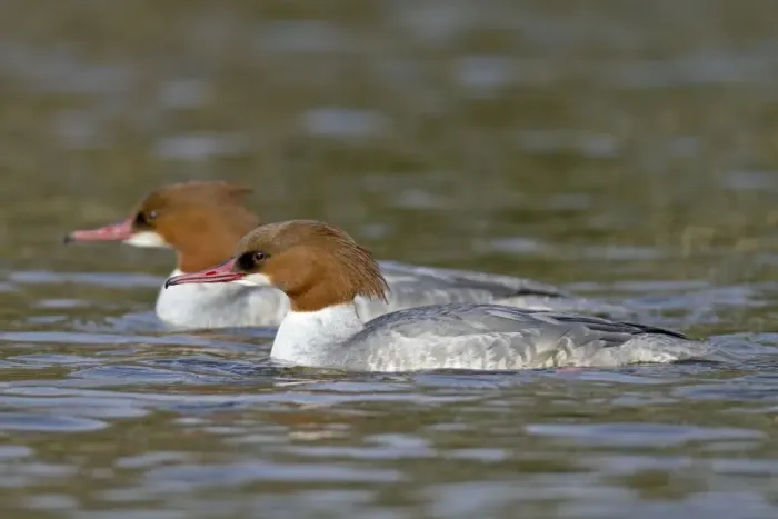 Framed Print : Goosander - female - winter - Cornwall - UK Framed Print : Goosander - female - winter - Cornwall - UK