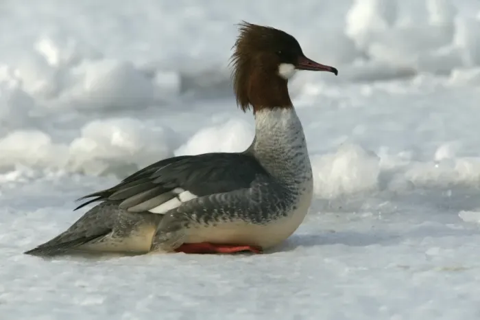Framed Print : Goosander. Hokkaido, Japan Framed Print : Goosander. Hokkaido, Japan
