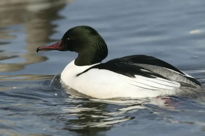 Framed Print : Goosander - male. Hokkaido, Japan Framed Print : Goosander - male. Hokkaido, Japan