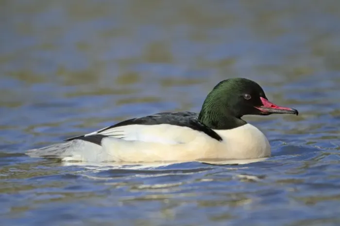 Framed Print : Goosander - male - winter - Cornwall - UK Framed Print : Goosander - male - winter - Cornwall - UK