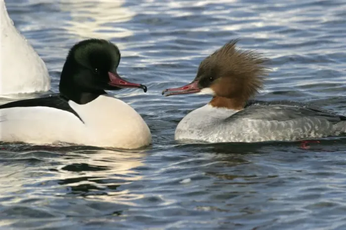 Framed Print : Goosander - pair. Hokkaido, Japan