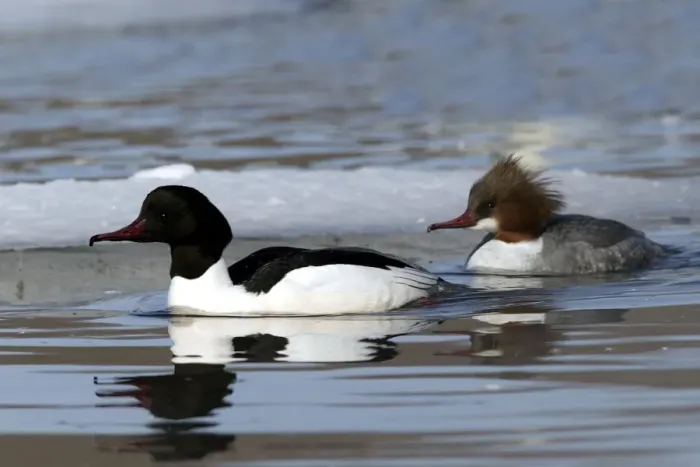 Framed Print : Goosander - pair. Hokkaido, Japan Framed Print : Goosander - pair. Hokkaido, Japan