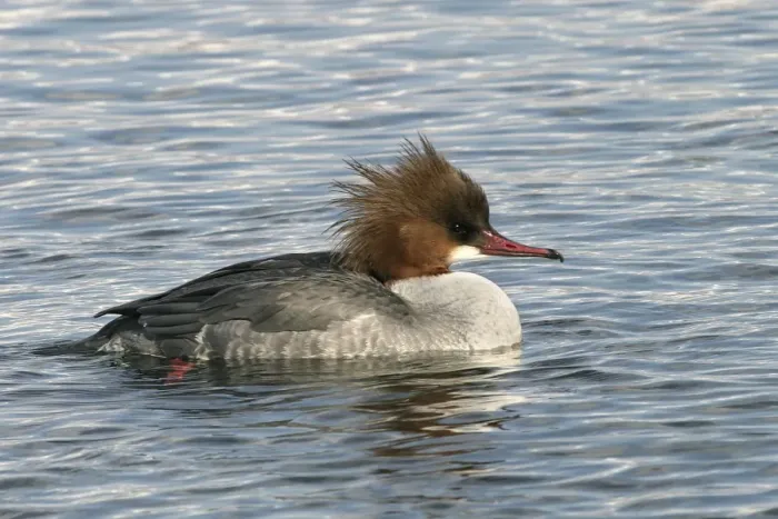 Framed Print : Goosander - in water, female Hokkaido. Japan Framed Print : Goosander - in water, female Hokkaido. Japan