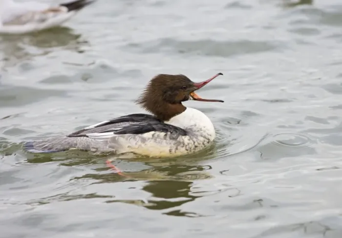 Framed Print : Goosander – winter – beak open showing fish catching teeth Bedfordshire UK 003411 Framed Print : Goosander – winter – beak open showing fish catching teeth Bedfordshire UK 003411
