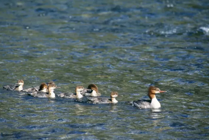 Framed Print : Goosander With young Framed Print : Goosander With young