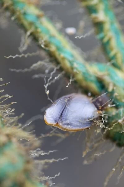 Goose Barnacle - attached to rope - Cornwall - UK