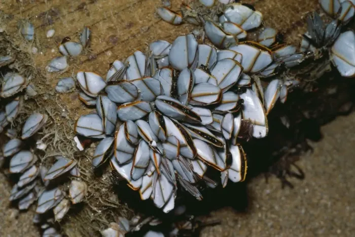 Framed Print : Goose Barnacles JLM 6800 Lepas sp. © John Mason / ARDEA LONDON Framed Print : Goose Barnacles JLM 6800 Lepas sp. © John Mason / ARDEA LONDON