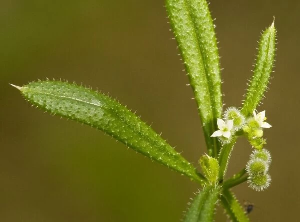 Goose grass or cleavers (Galium aparine), with flowers and developing sticky fruit. Dorset