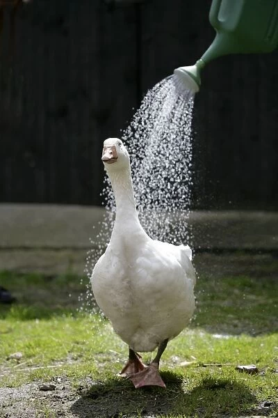 Goose being showered by watering can