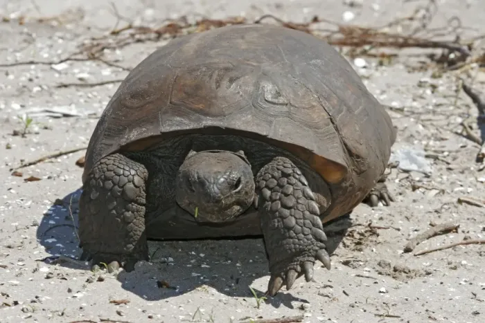 Framed Print : Gopher Tortoise Framed Print : Gopher Tortoise