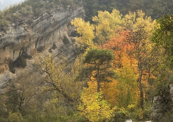 Gorge du Verdon, Provence-Alpes: autumn colour from black poplars, aspens etc