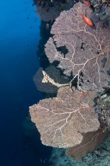 Framed Print : Gorgonian Sea Fan at Brocken Thila - South Ari Atoll - Maldives Framed Print : Gorgonian Sea Fan at Brocken Thila - South Ari Atoll - Maldives