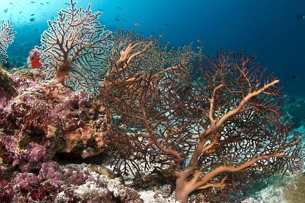 Gorgonian Sea Fan - Hakura Thila - Meemu - Maldives
