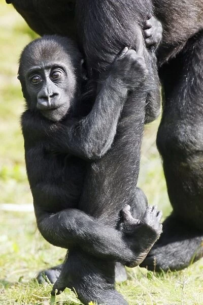 Gorilla - baby animal clinging to mother's arm, distribution - central Africa, Congo, Zaire, Rwanda