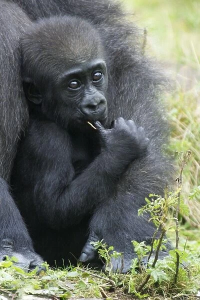 Gorilla - baby animal sucking thumb, distribution - central Africa, Congo, Zaire, Rwanda