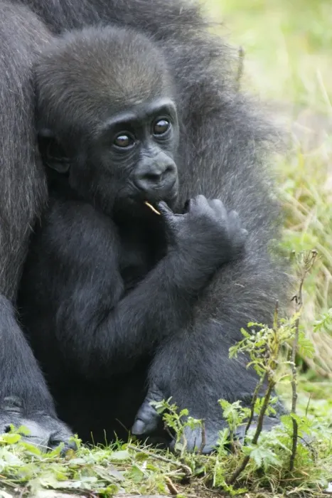 Framed Print : Gorilla - baby animal sucking thumb, distribution - central Africa, Congo, Zaire, Rwanda