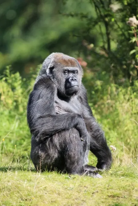 Framed Print : Gorilla - female sitting, distribution - central Africa, Congo, Zaire, Rwanda Framed Print : Gorilla - female sitting, distribution - central Africa, Congo, Zaire, Rwanda