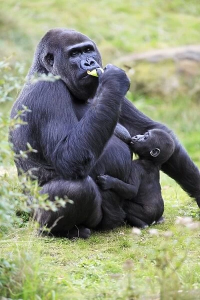Gorilla -female suckling baby animal, distribution - central Africa, Congo, Zaire, Rwanda