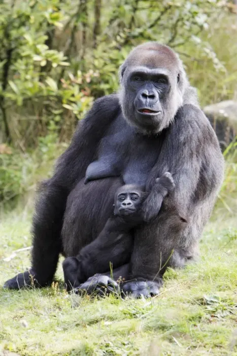 Framed Print : Gorilla - female tending baby animal, distribution - central Africa, Congo, Zaire, Rwanda Framed Print : Gorilla - female tending baby animal, distribution - central Africa, Congo, Zaire, Rwanda