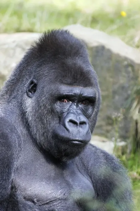 Framed Print : Gorilla - male, portrait, distribution - central Africa, Congo, Zaire, Rwanda Framed Print : Gorilla - male, portrait, distribution - central Africa, Congo, Zaire, Rwanda