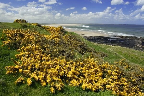 Gorse Blosssom-bushes growing along coastline, Budle Bay, Northumberland National Park, UK