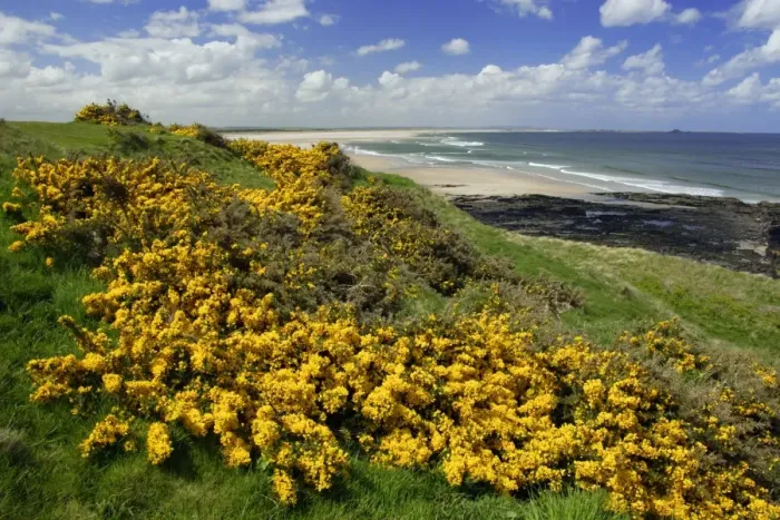 Framed Print : Gorse Blosssom-bushes growing along coastline, Budle Bay, Northumberland National Park, UK Framed Print : Gorse Blosssom-bushes growing along coastline, Budle Bay, Northumberland National Park, UK