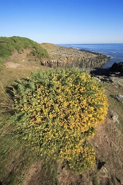 Gorse Bush - flowering on North Sea coastline, Northumberland national Park, England