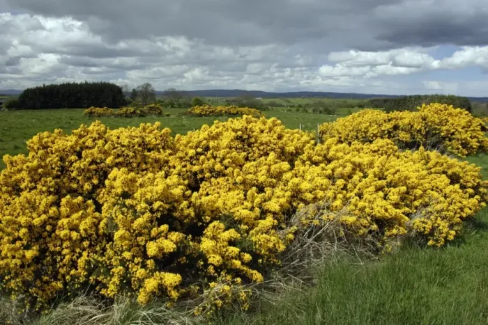Framed Print : Gorse - Flowering in May Northumberland, England