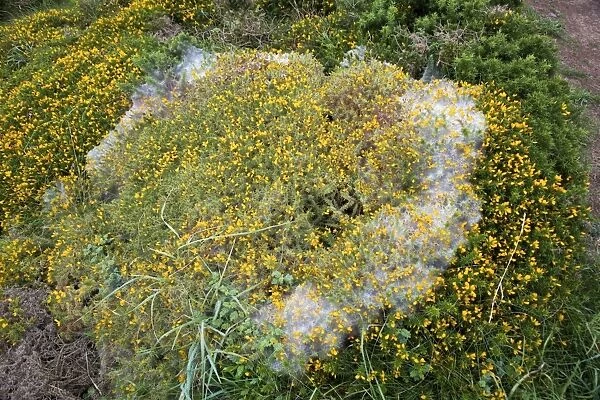 Gorse Spider Mite web - Cornwall - UK