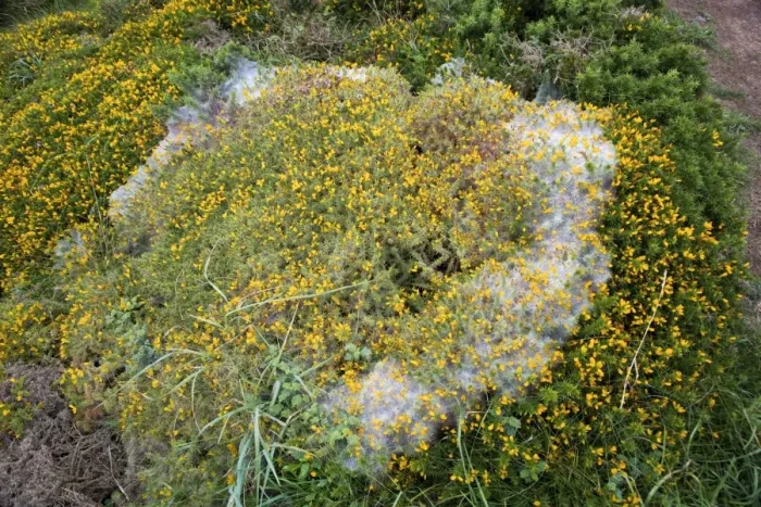 Framed Print : Gorse Spider Mite web - Cornwall - UK Framed Print : Gorse Spider Mite web - Cornwall - UK