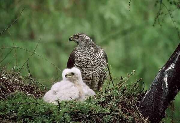 Goshawk - adult at nest with young