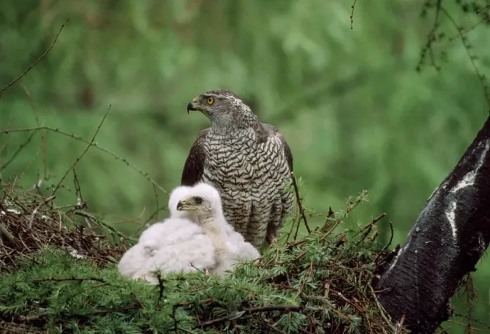 Framed Print : Goshawk - adult at nest with young Framed Print : Goshawk - adult at nest with young