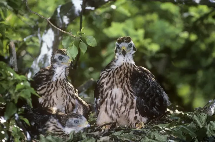 Framed Print : Goshawk - two fledglings Framed Print : Goshawk - two fledglings