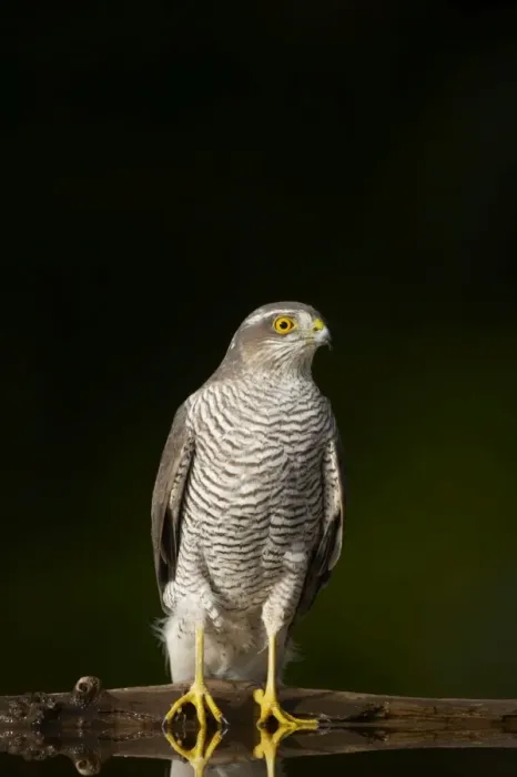 Framed Print : Goshawk - Male at drinking pool in forest Accipiter gentilis Hungary BI015945 Framed Print : Goshawk - Male at drinking pool in forest Accipiter gentilis Hungary BI015945