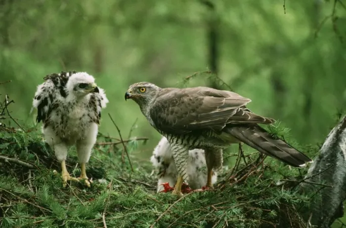 Framed Print : Goshawk - at nest feeding chicks Framed Print : Goshawk - at nest feeding chicks