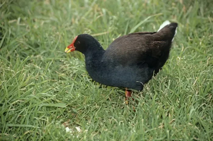 Framed Print : Gough Moorhen - feeding Framed Print : Gough Moorhen - feeding