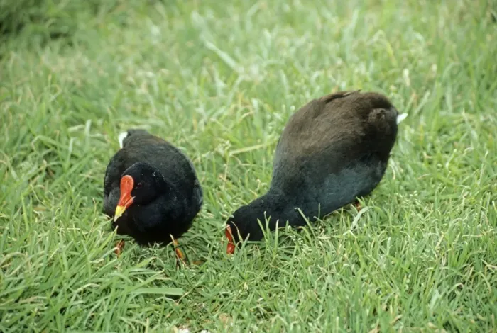 Framed Print : Gough Moorhens - feeding Framed Print : Gough Moorhens - feeding