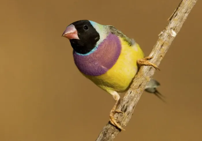 Framed Print : Gouldian Finch black-headed morph perched About 75% of the population are black-headed morphs. Gouldian Finches occur across the Top End from the Kimberley to the far north of Queensland but in much smaller numbers than previously Framed Print : Gouldian Finch black-headed morph perched About 75% of the population are black-headed morphs. Gouldian Finches occur across the Top End from the Kimberley to the far north of Queensland but in much smaller numbers than previously