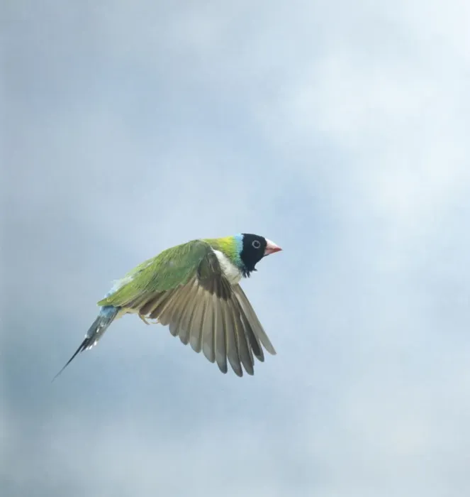 Framed Print : Gouldian finch In flight side view wings down Framed Print : Gouldian finch In flight side view wings down