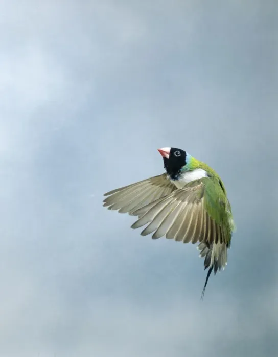 Framed Print : Gouldian Finch In flight side view wings forward Framed Print : Gouldian Finch In flight side view wings forward