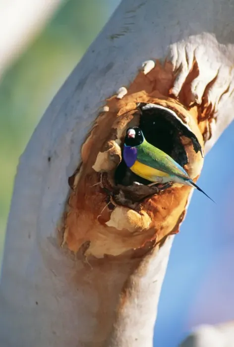 Framed Print : Gouldian Finch JPF 8115 At nest entrance in Salmon Gum, Katherine Gorge National Park, Northern Territory, Australia. Erythrura gouldiae © Jean-Paul Ferrero / ardea. com Framed Print : Gouldian Finch JPF 8115 At nest entrance in Salmon Gum, Katherine Gorge National Park, Northern Territory, Australia. Erythrura gouldiae © Jean-Paul Ferrero / ardea. com